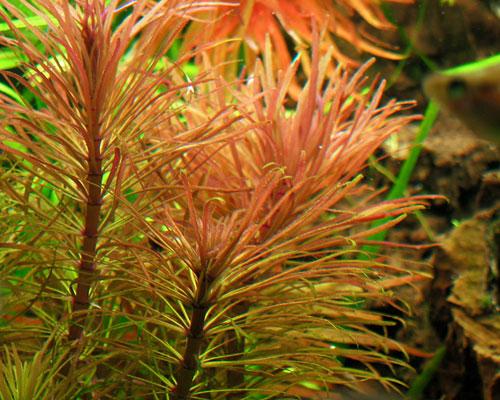 DỪA NHẬT (12 nhánh)