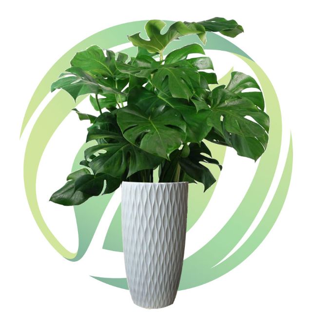 Cây trầu bà lá xẻ mỹ (không gồm chậu), mặt hàng đang được săn đón, chất lượng sản phẩm đảm bảo và cam kết hàng đúng mô tả