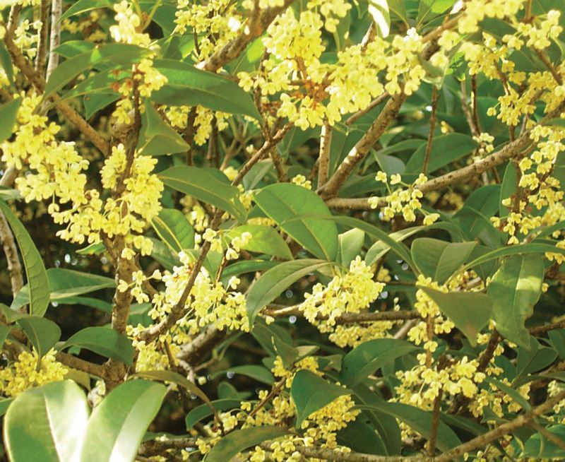 Cây giống mộc hương ta