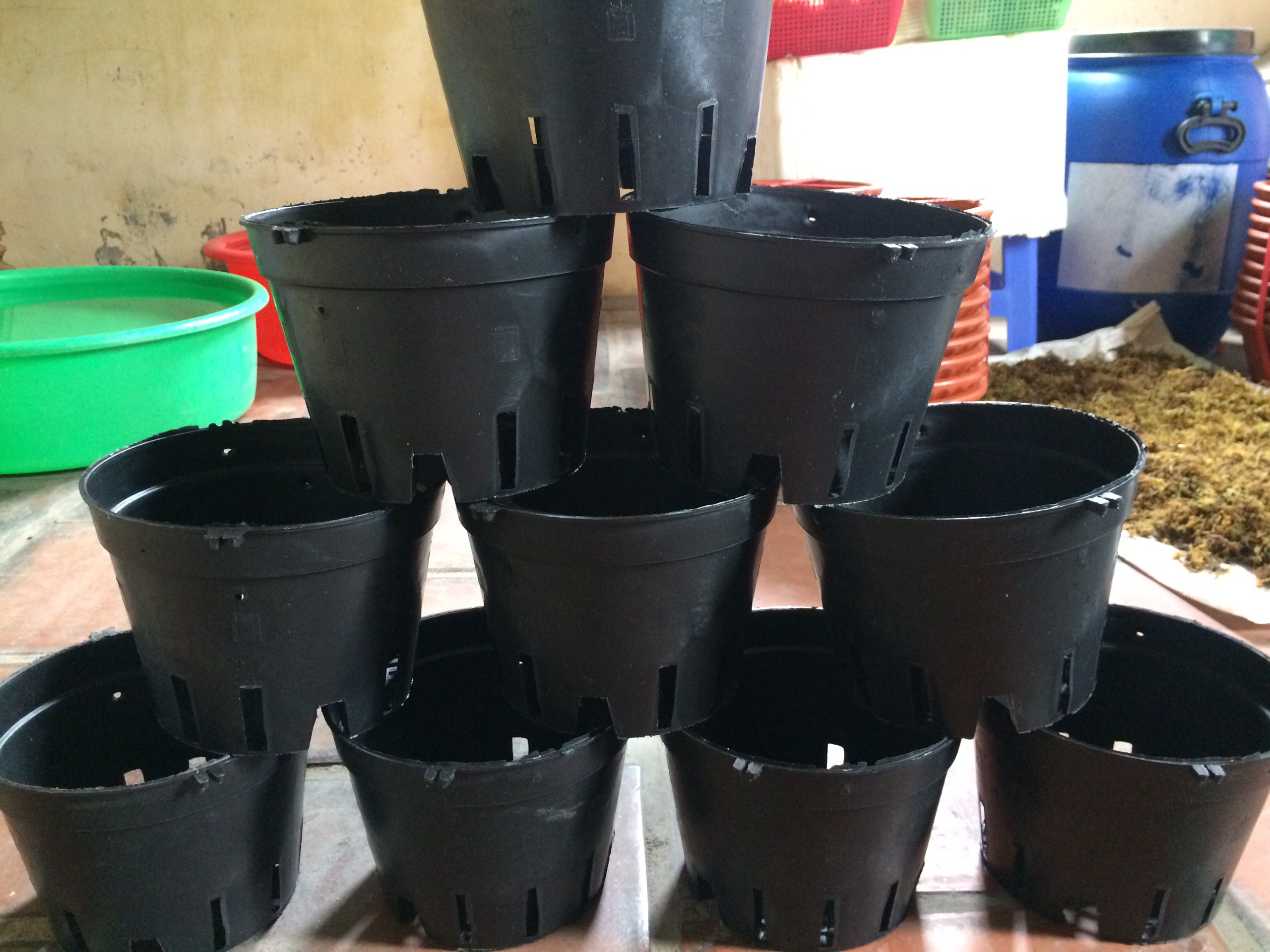 30 chậu nhựa ươm kie trồng lan F21