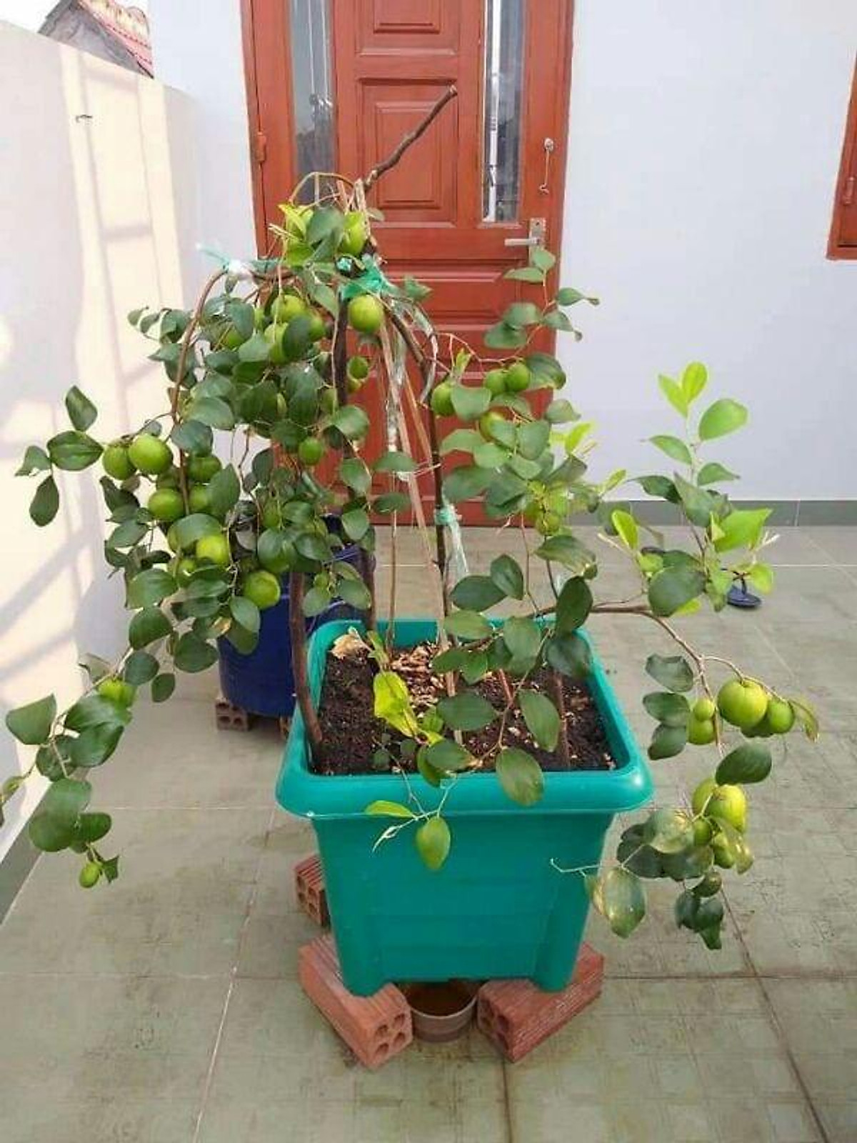 Xả giá siêu rẻ........ 2 Cây Giống táo thái da xanh Giá 190,000 Đồng*Miễn phí vận chuyển