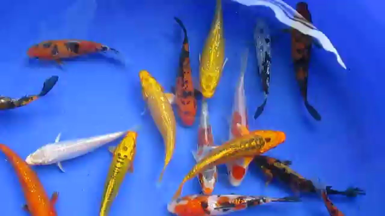 Bịch 100g thức ăn cho tôm, cá cảnh... (hạt cỡ trung 5/10)