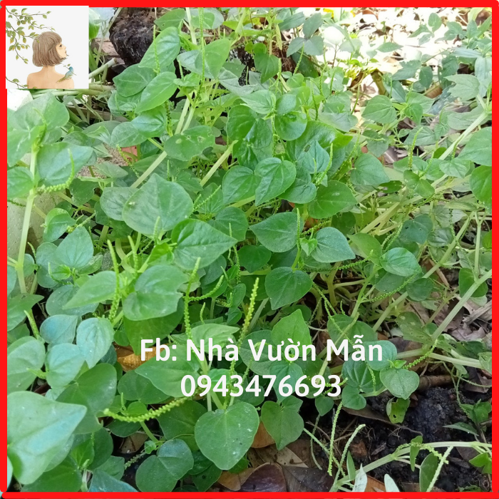 100 Hạt giống Rau Càng Cua