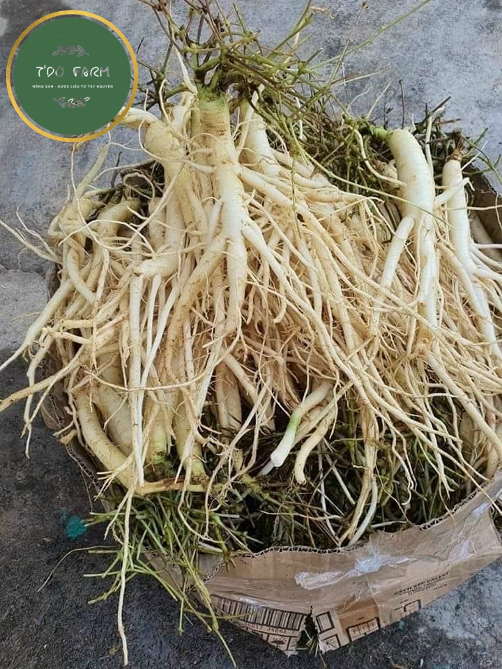 Sâm dây ngọc linh, kon tum, sâm tươi 10 củ/kg