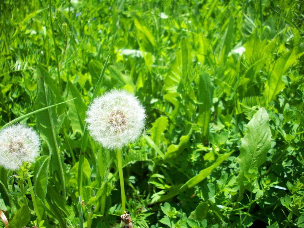 lá bồ công anh phơi khô 1 ký