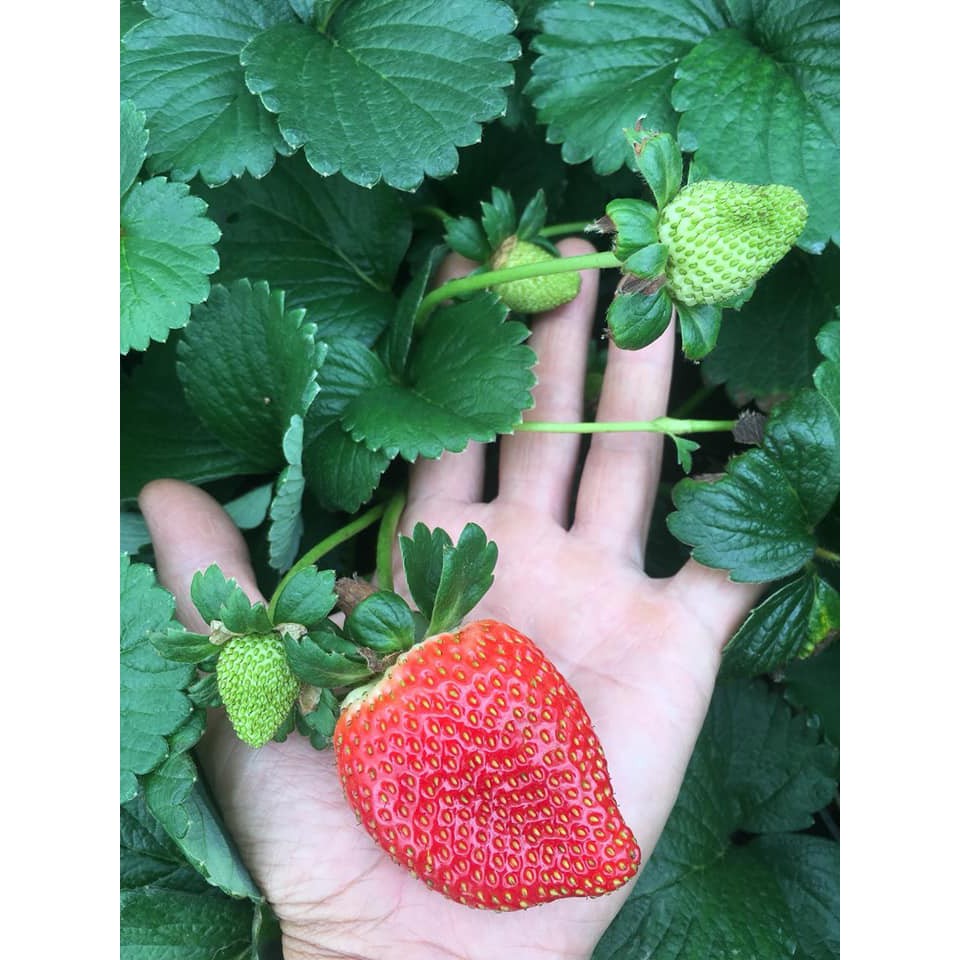 Hạt Giống Dâu Tây Mỹ - gói 40h