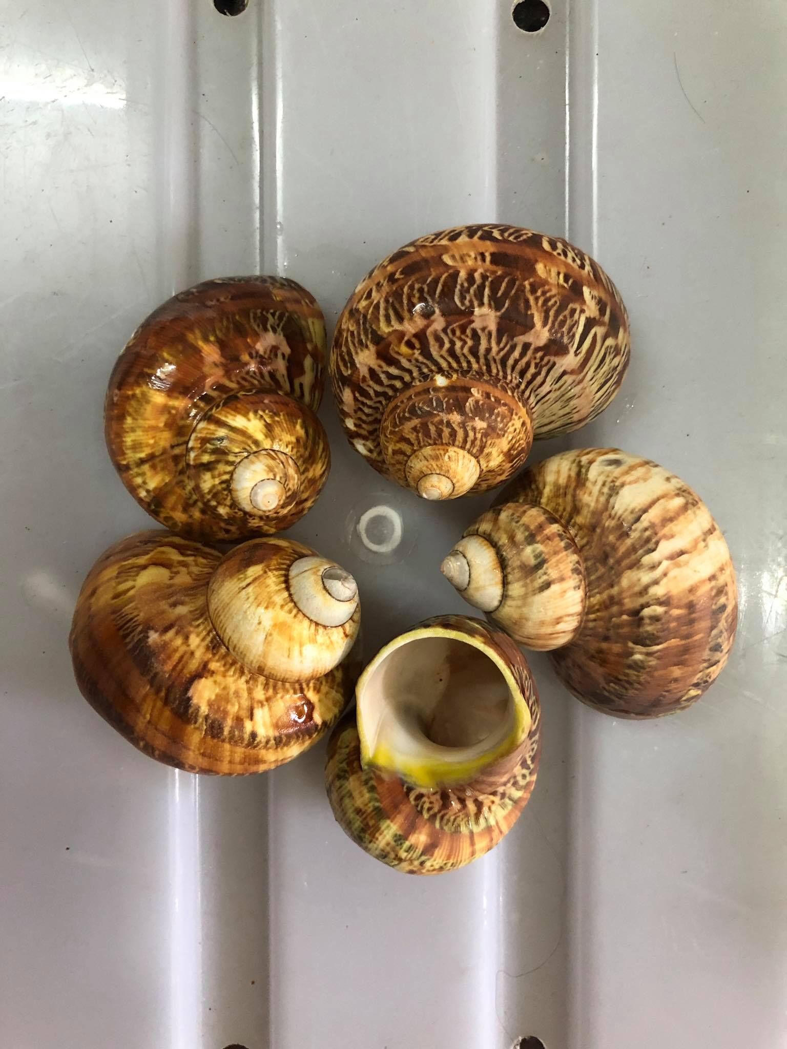 Mô hình giấy giày cho bé