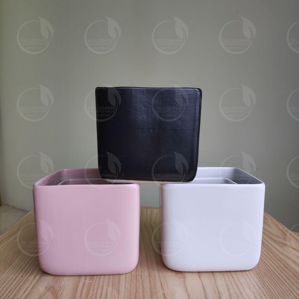 2 chậu vuông - Chậu trồng cây để bàn cây mini cây nội thất cây phong thủy cây văn phòng