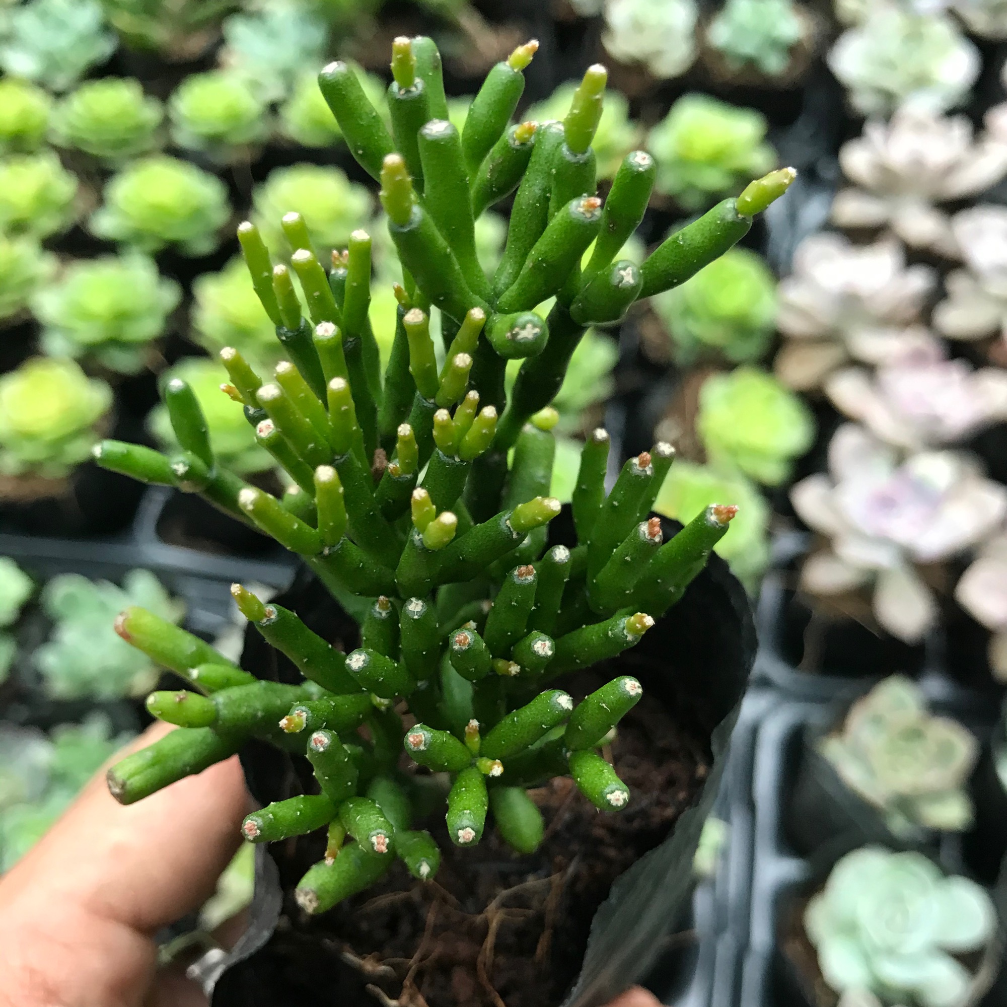 Sen lộc nhung, sen đá có ý nghĩa cho một tình bạn, tình yêu vĩnh cửu, về phong thủy nó còn mang ý nghĩa sung túc và đầm ấm trong gia đình