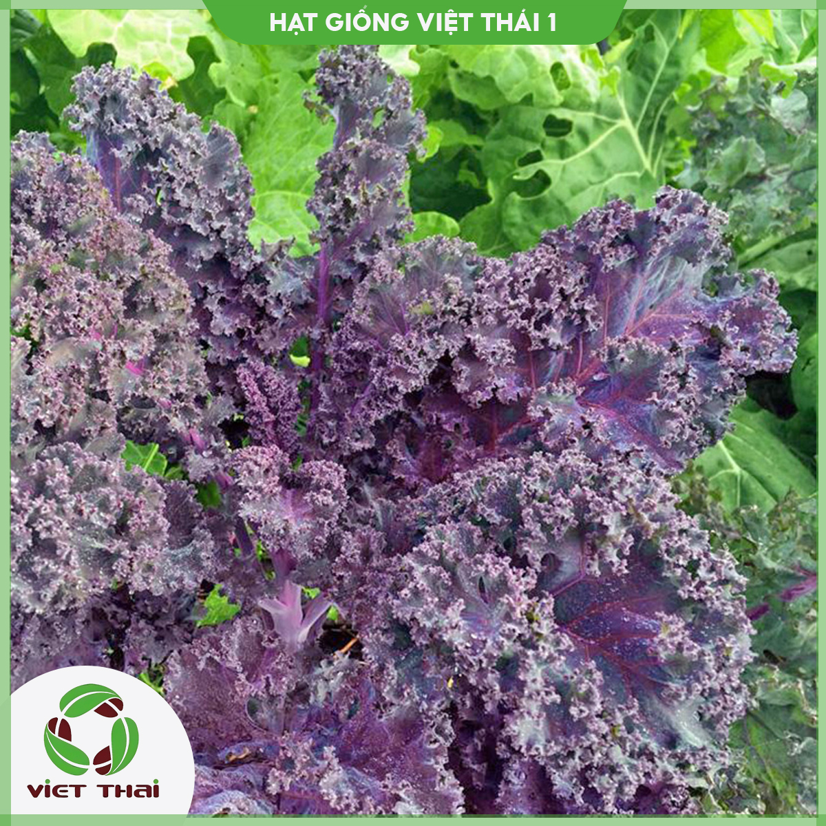 Hạt giống cải kale xanh - kale tím - kale khủng long - hgvt1