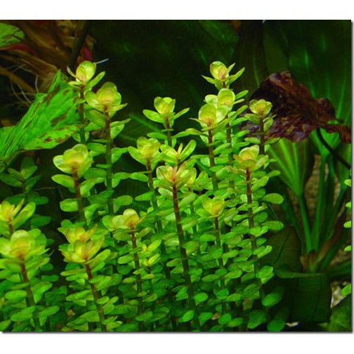 Cây thủy sinh cây vẩy ốc ấn độ - lá cạn