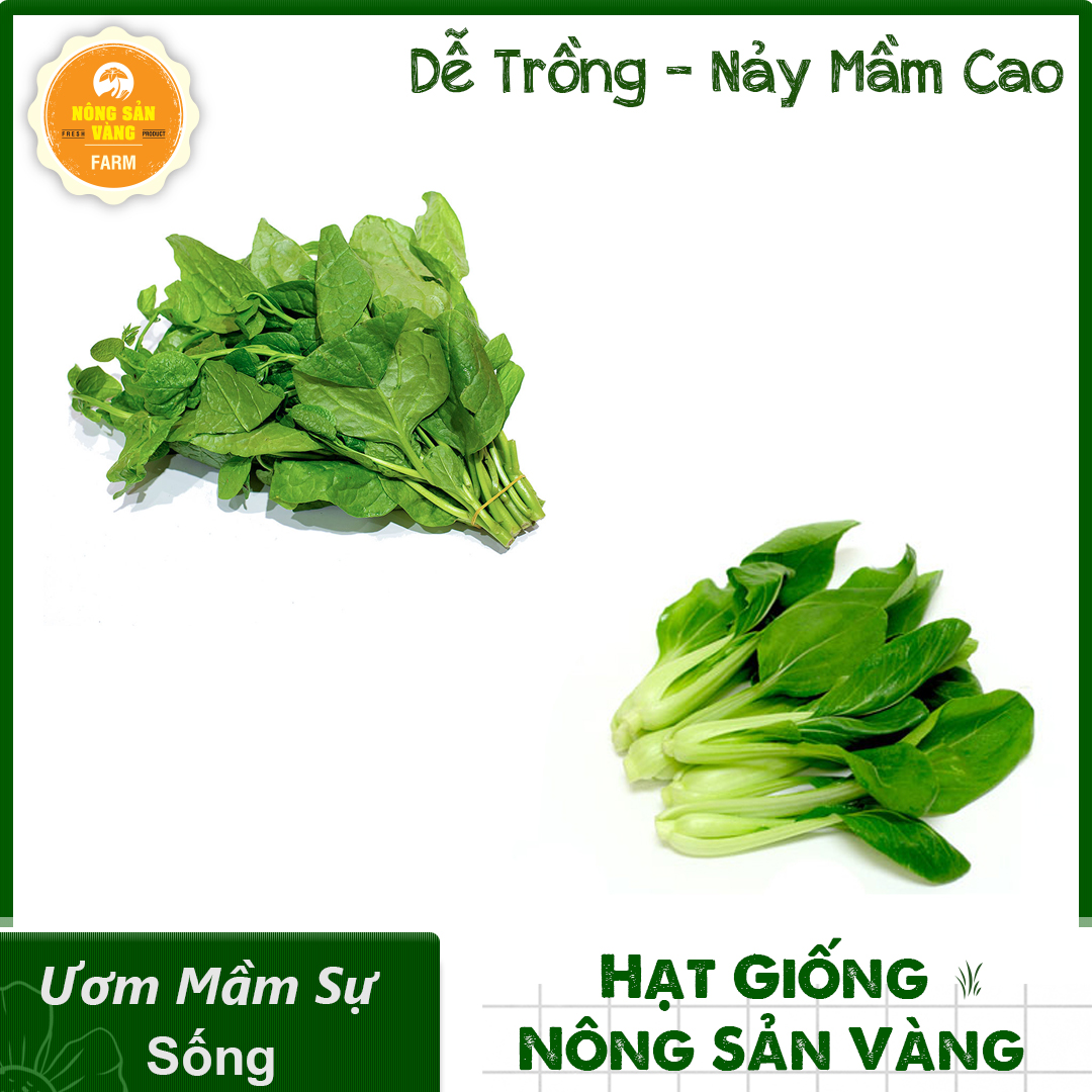 Combo 2 Hạt Giống Rau (Rau Mồng Tơi -Cải Thìa) Nảy Mầm Cao, Dễ Trồng, Sinh Trưởng Và Phát Triển Mạnh - Nông Sản Vàng