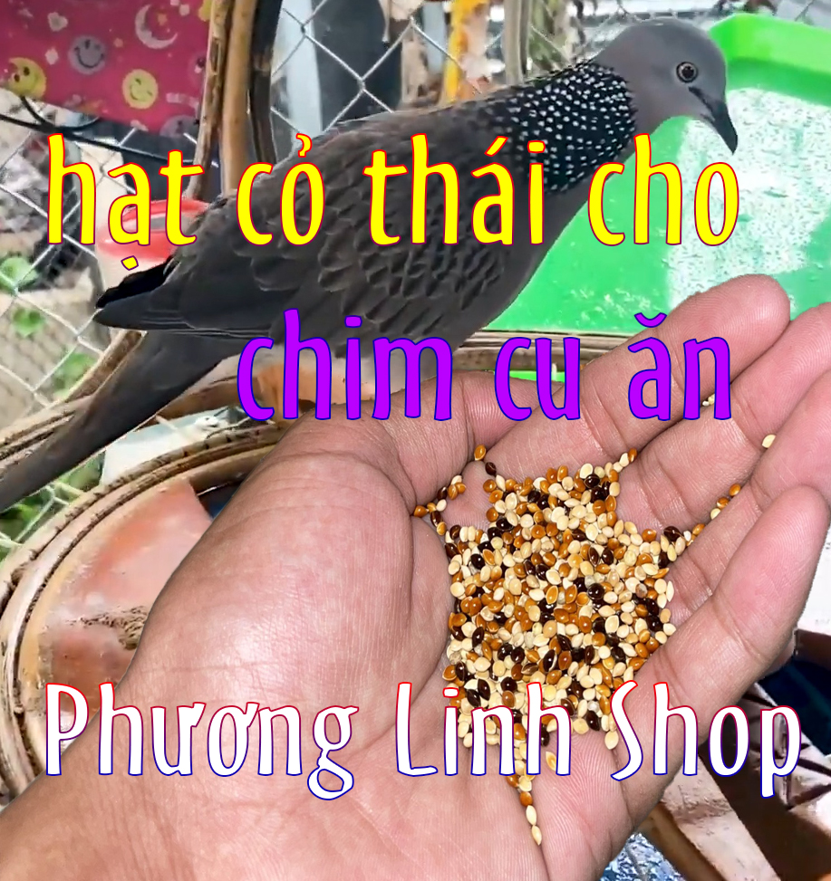 Hạt cỏ thái cu gáy , kích thích giọng gáy , giúp chim khỏe và giọng sung hơn , tăng khả năng sinh sản và bắt bổi
