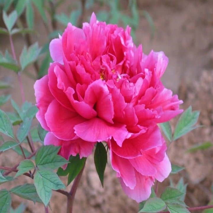 Chậu cây hoa phù dung chuẩn giống