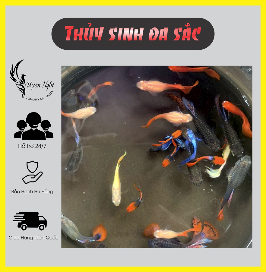 Combo 10 tặng 1 Guppy thủy sinh đa sắc thủy sinh + rong trúc