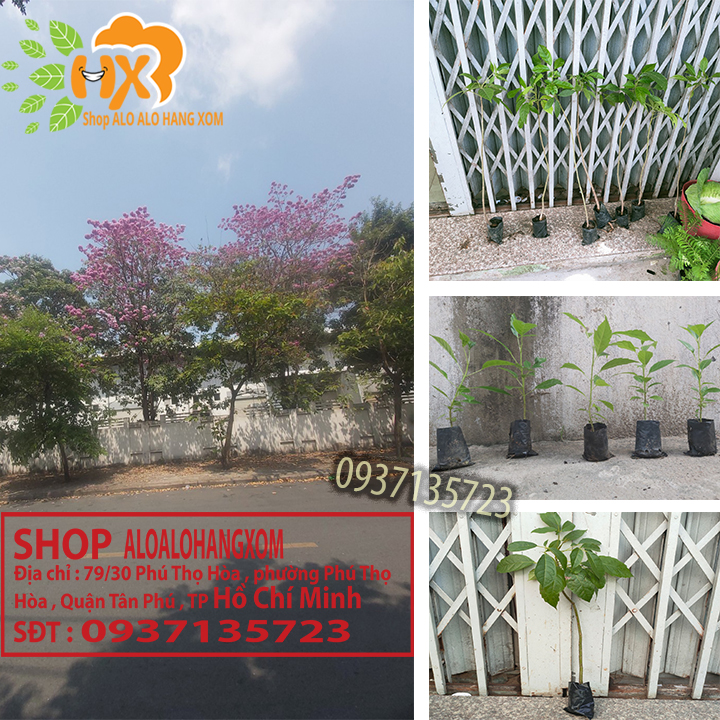 Combo 5 cây kèn hồng cây giống