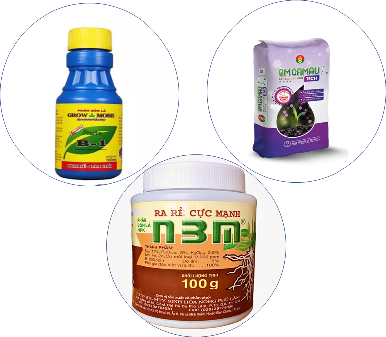 Combo chuyên dinh dưỡng chăm sóc cây mai vàng sau tết_thien thinh shop