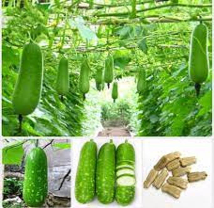 Hạt giống bầu lai siêu trái -gói 10 hạt