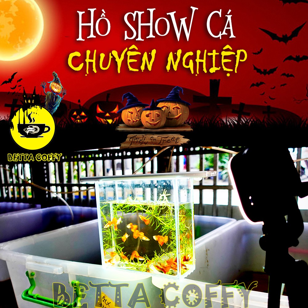 Hồ Show cá Betta & Guppy (Dấu keo) - Bể Cá bằng kính mini