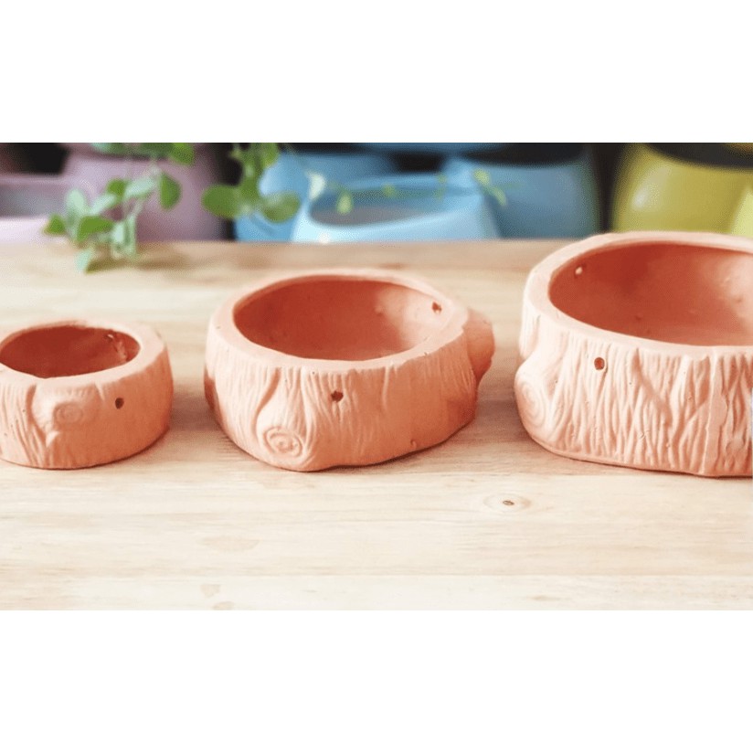 Chậu gốc cây nhỏ