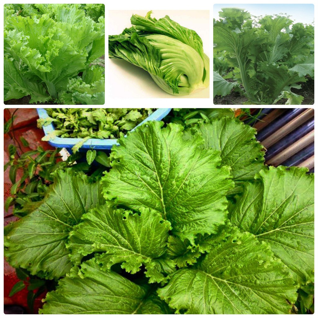 Hạt giống rau cải bẹ mào gà cao sản-15 gram, đảm bảo cung cấp các sản phẩm đang được săn đón trên thị trường hiện nay