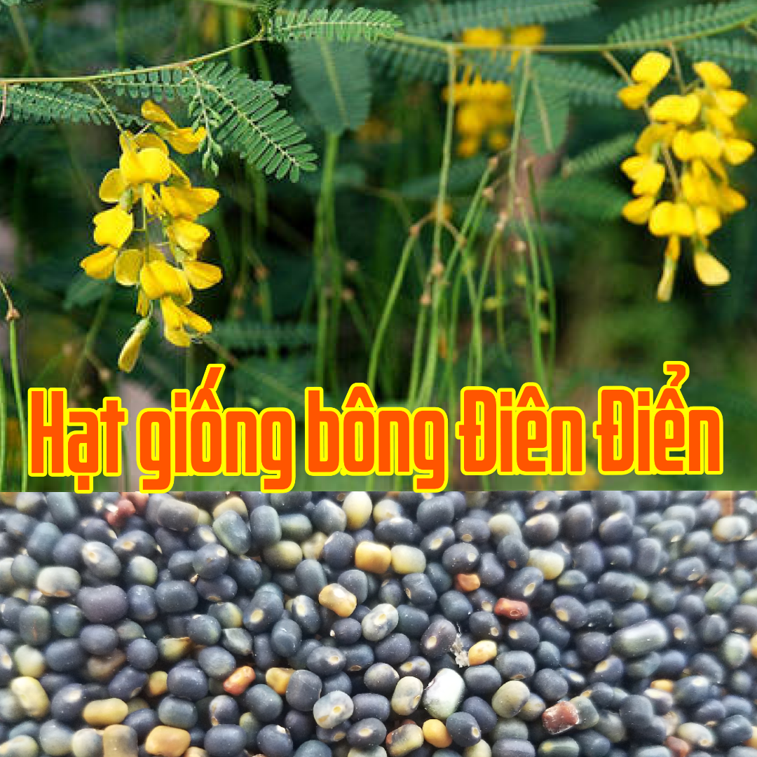 Hạt Điên Điển (gói 50 hạt). Sesban-River Bean. Lá điên điển nấu nước để uống, được xem như chất tẩy xổ, làm dịu đ.au, trục giun sán và kh.áng sinh, ch.ống v.iêm s.ưng.