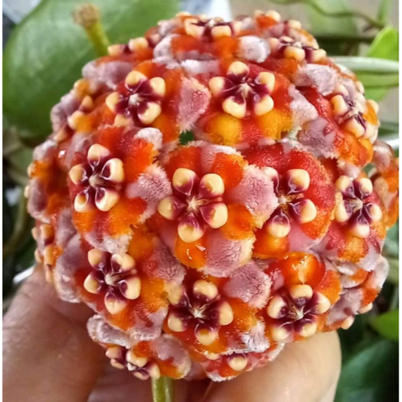 Chậu cây cẩm cù Hoya Meliflua