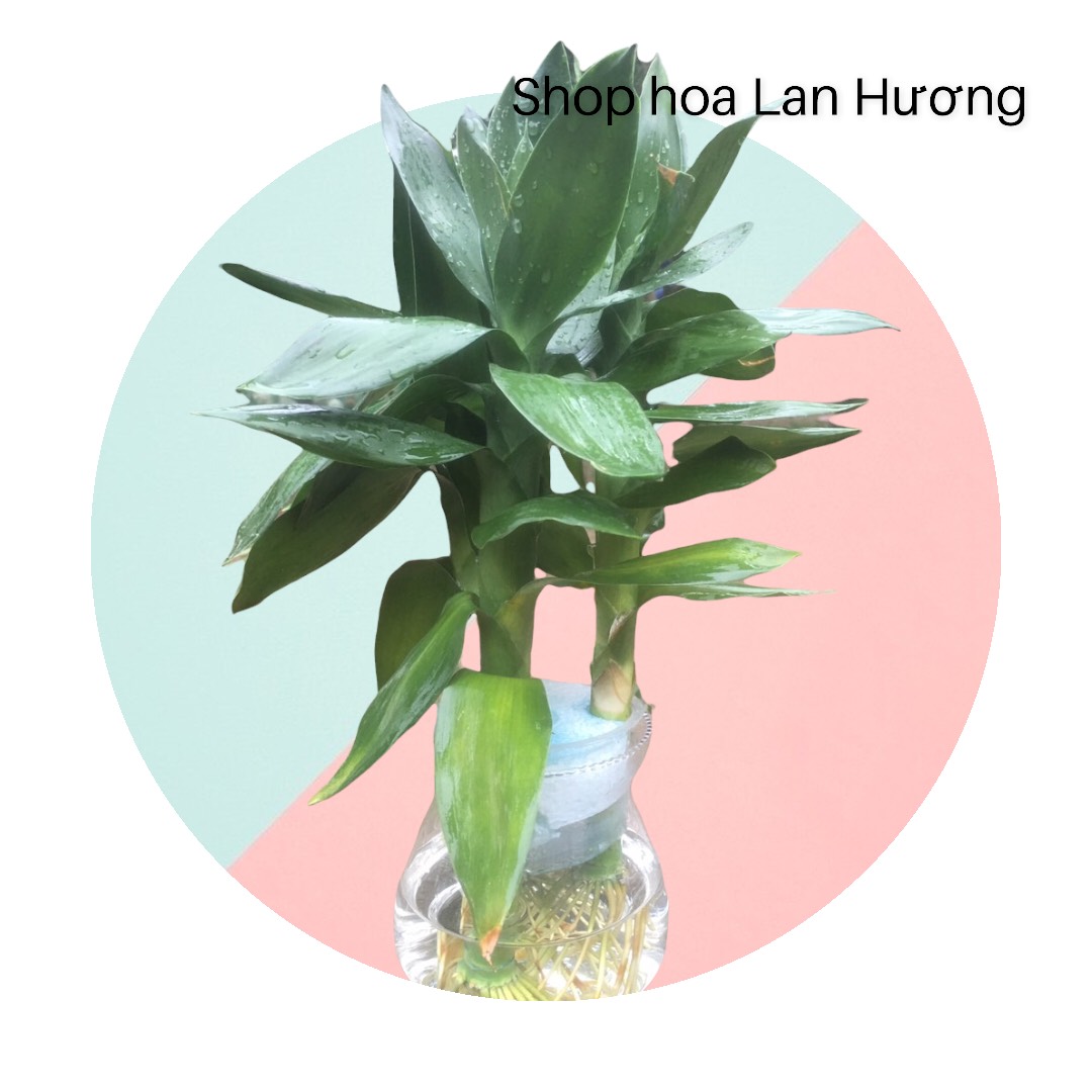 Cây phát lộc thủy sinh