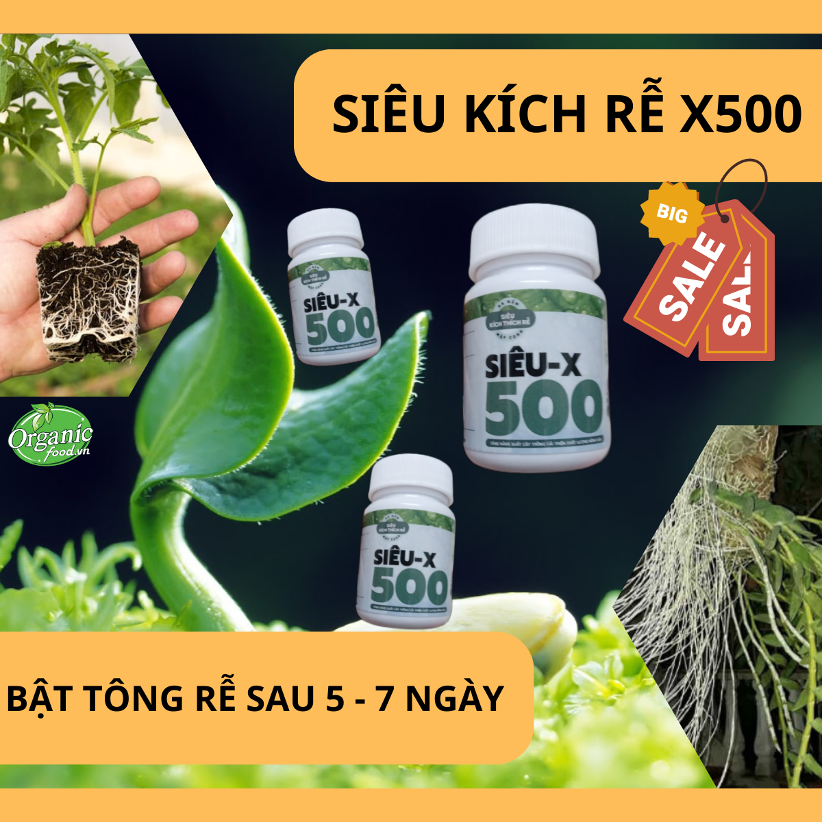 Thuốc kích rễ x500 lọ 40ml chính hãng nhà vườn cây xanh
