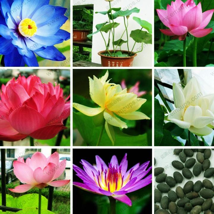 20 Hạt giống sen bách diệp Thái Lan