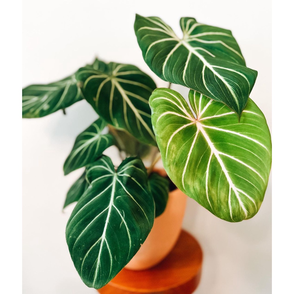 Philodendron Gloriosum White Vein - Philodendron Gloriosum White Veins - Gloriosum White Vein