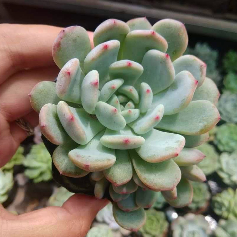 SEN ĐÁ RUBY TRẮNG 4-6CM