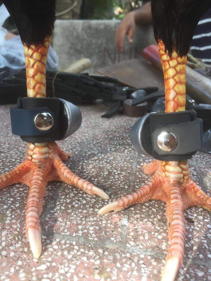 Tạ tập thể lực cho gà nòi