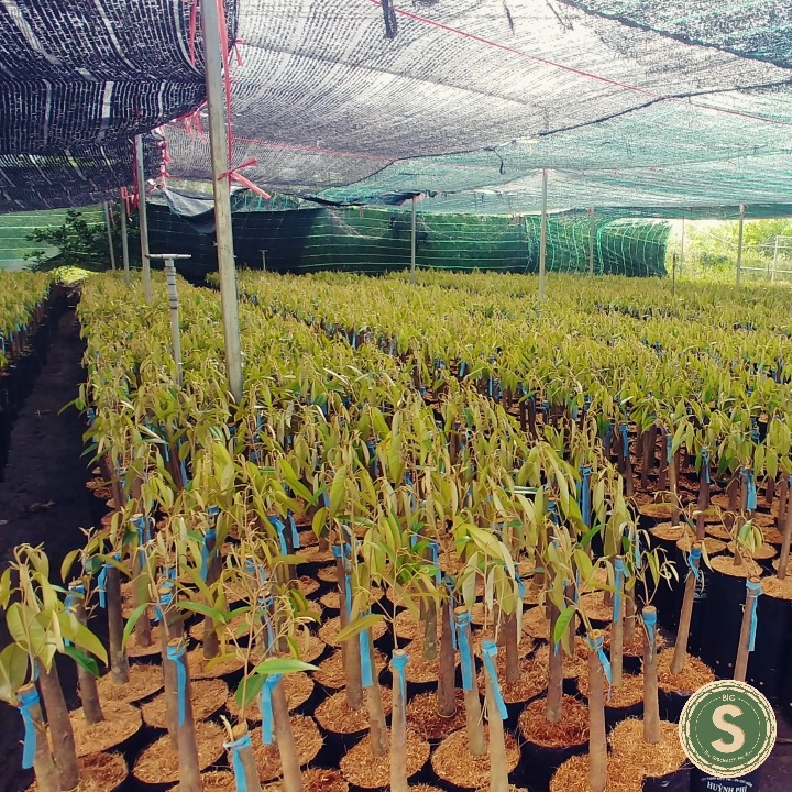 Cây Giống Sầu Riêng Mã Lai Musan King, Monthonng
