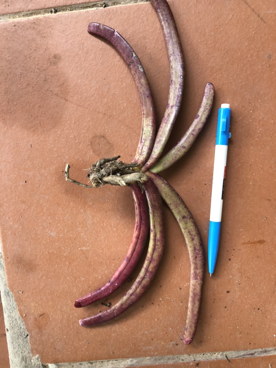 lan rừng đuôi sóc cây nhỡ 10k/cây đang mùa chuẩn bị hoa tháng 4