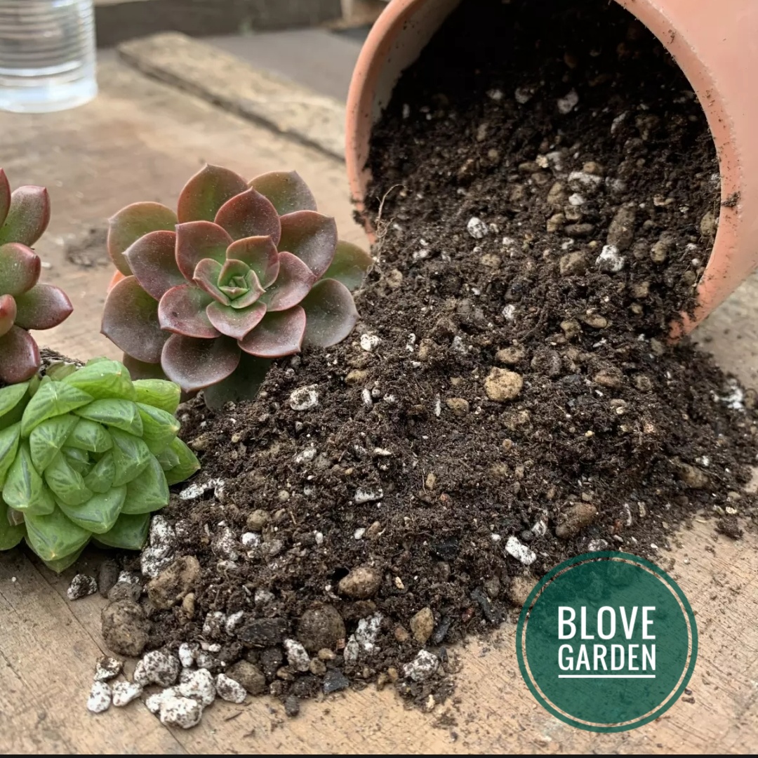 COMBO 5KG Đất Trồng Sen Đá, Xương Rồng Trộn Sẵn