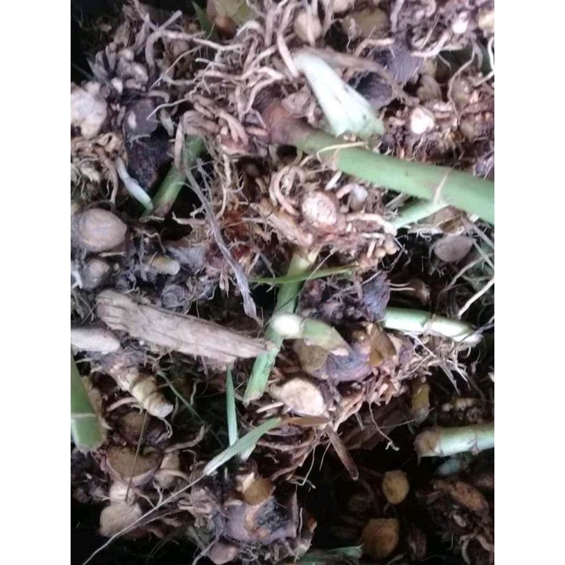 Xạ can (rẻ quạt) tươi, khô, giống