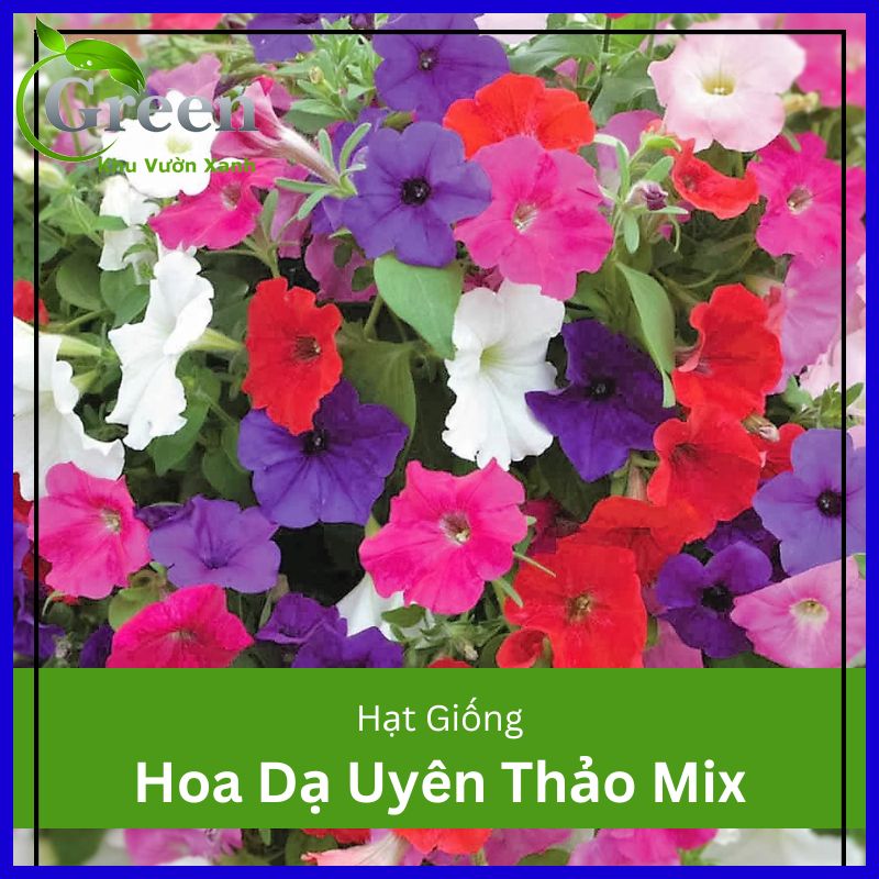 Hạt giống hoa dạ uyên thảo nhiều màu mix