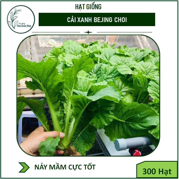 Hạt giống cải xanh bejing choi khổng lồ non ngọt 300 hạt
