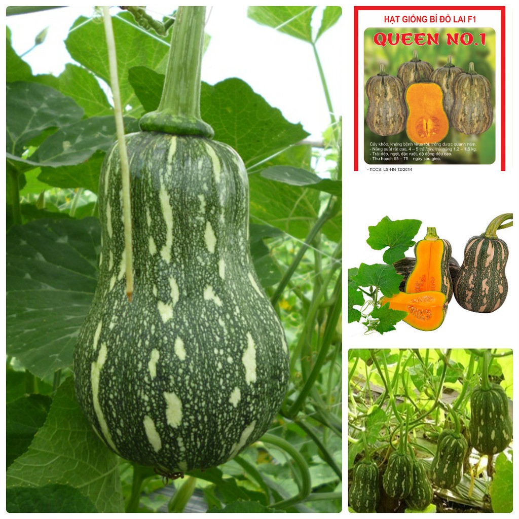 Hạt giống bí đỏ hạt đậu -gói 10 hạt