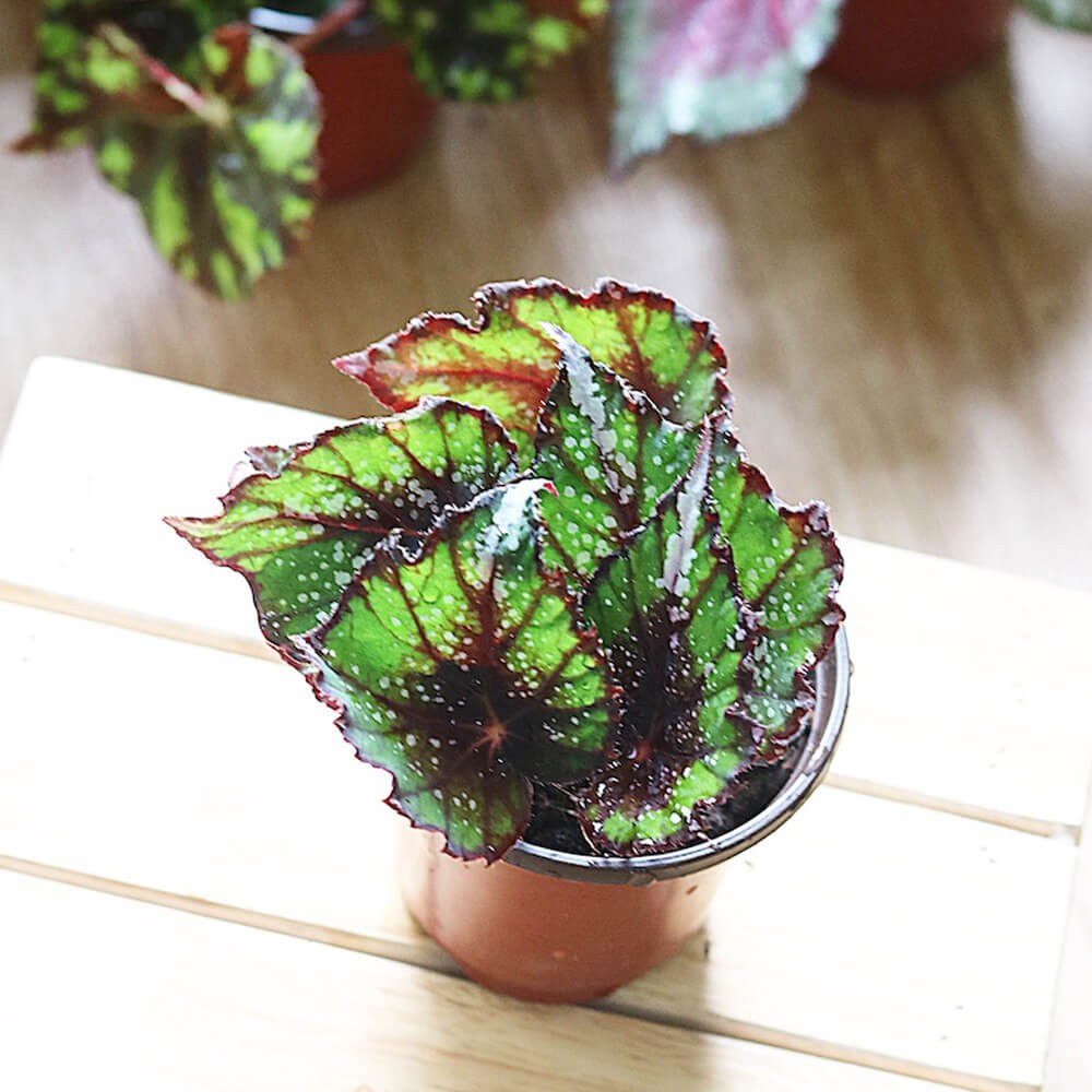 Chậu cây Begonia African Jungle - Thu Hải Đường 'Rừng Châu Phi'