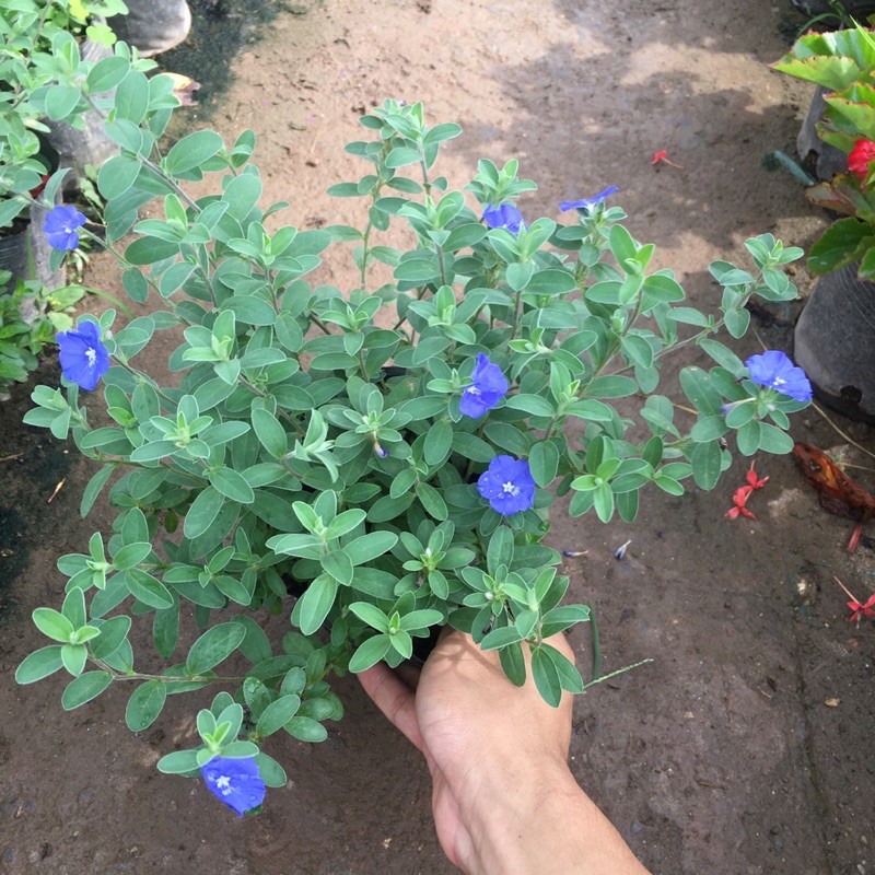 Cây hoa thanh tú hoa quanh năm,sai hoa,dễ sống