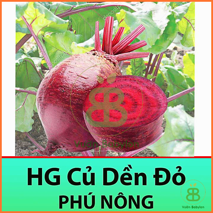 Hạt giống củ dền đỏ 5gr giàu dinh dưỡng