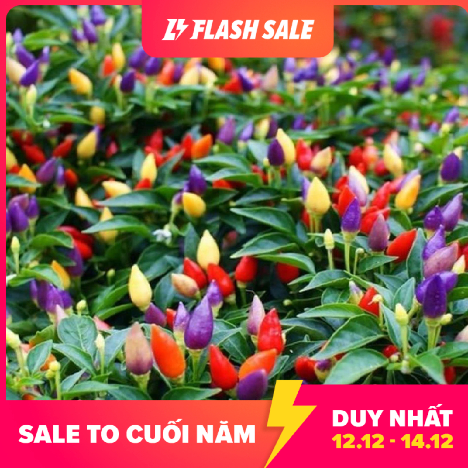 Gói 30 Hạt giống Ớt ngũ sắc  Tỷ lệ nẩy mầm: 80% Mùa Vụ: Quanh năm Thời gian ra hoa: 65 - 75 ngày hoa nở đều. - Giới hạn 5 sản phẩm/khách hàng