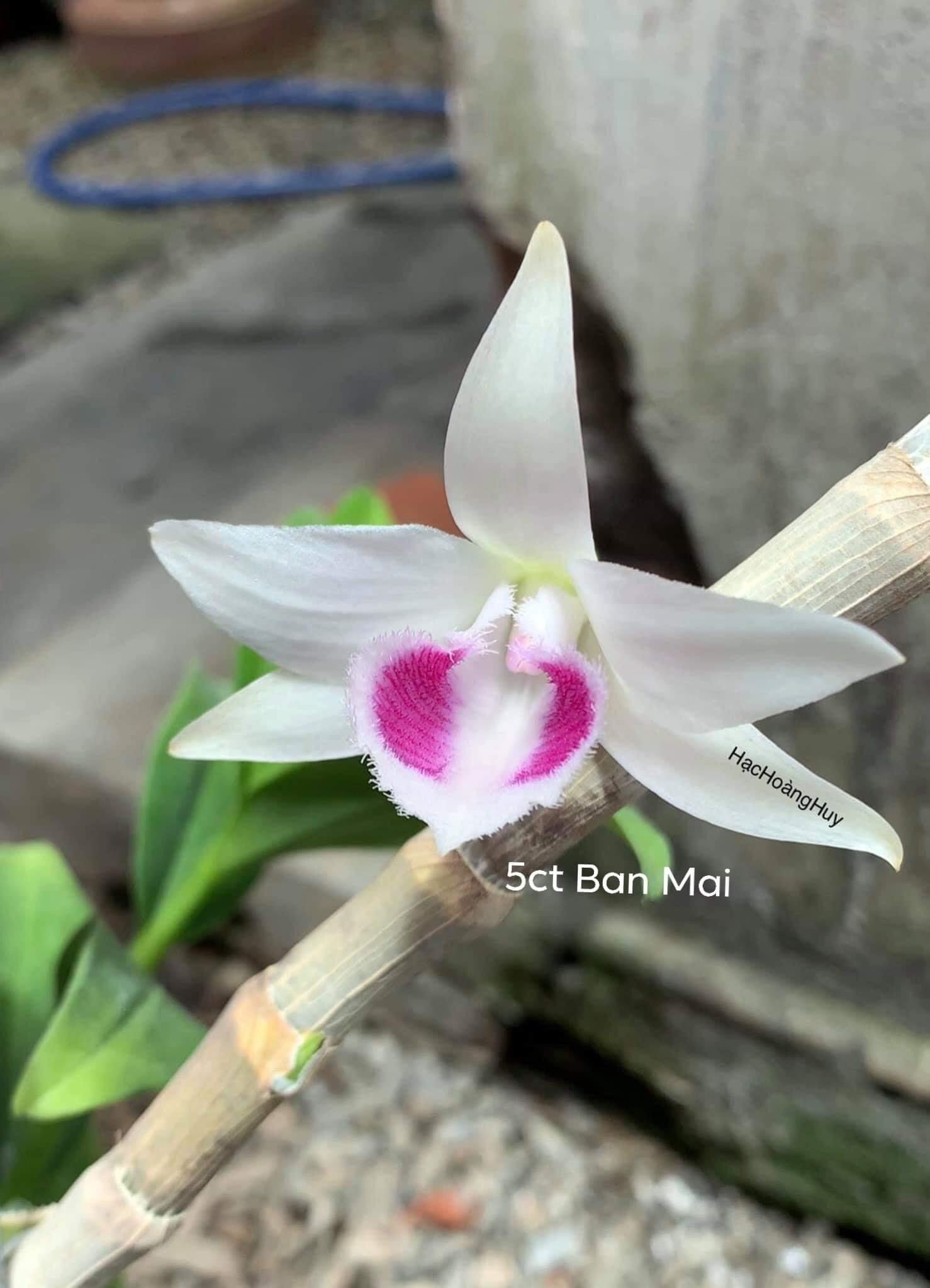 Phi điệp 5ct ban mai hàng cây giống thuần tại vườn