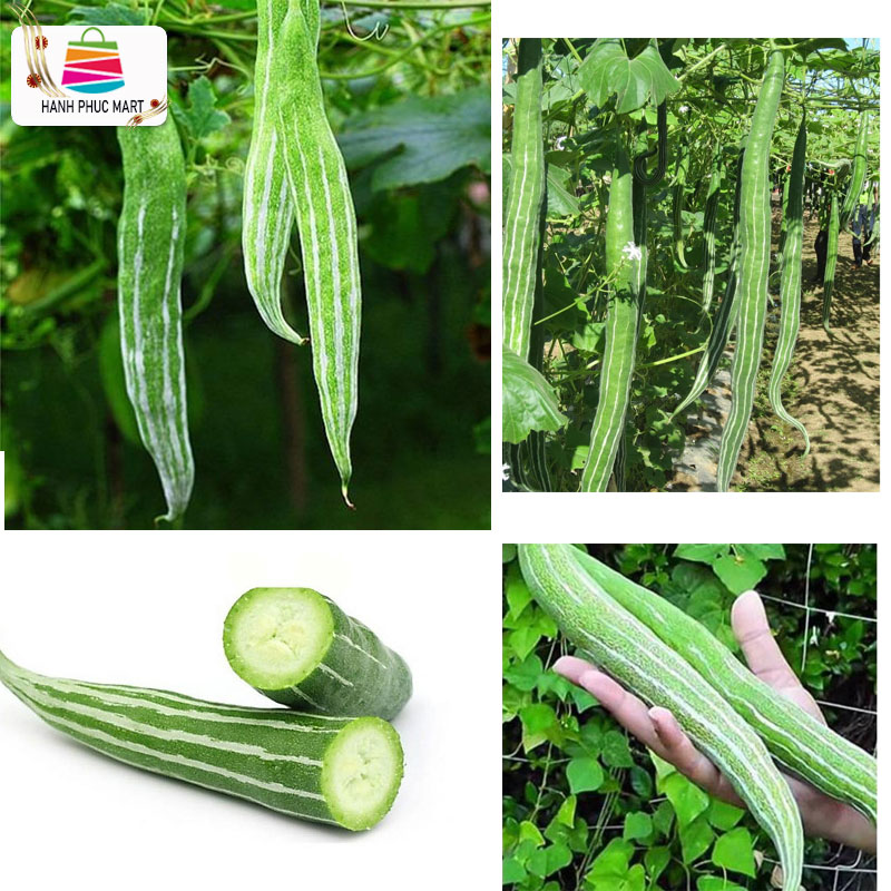 Hạt giống mướp rắn f1 - phunongseeds