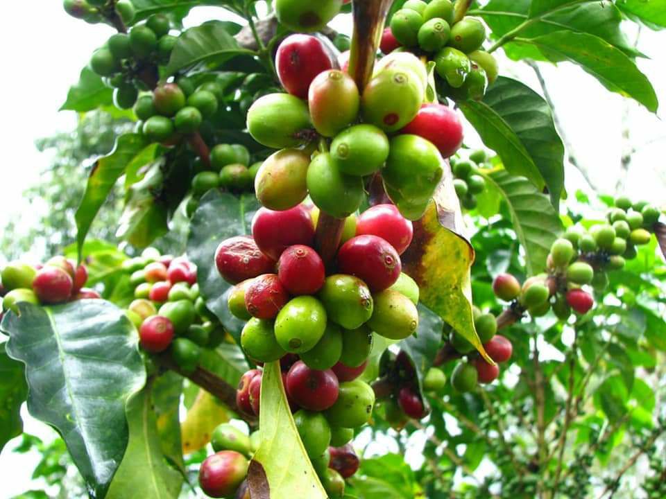 Cây giống cà phê culi siêu trái