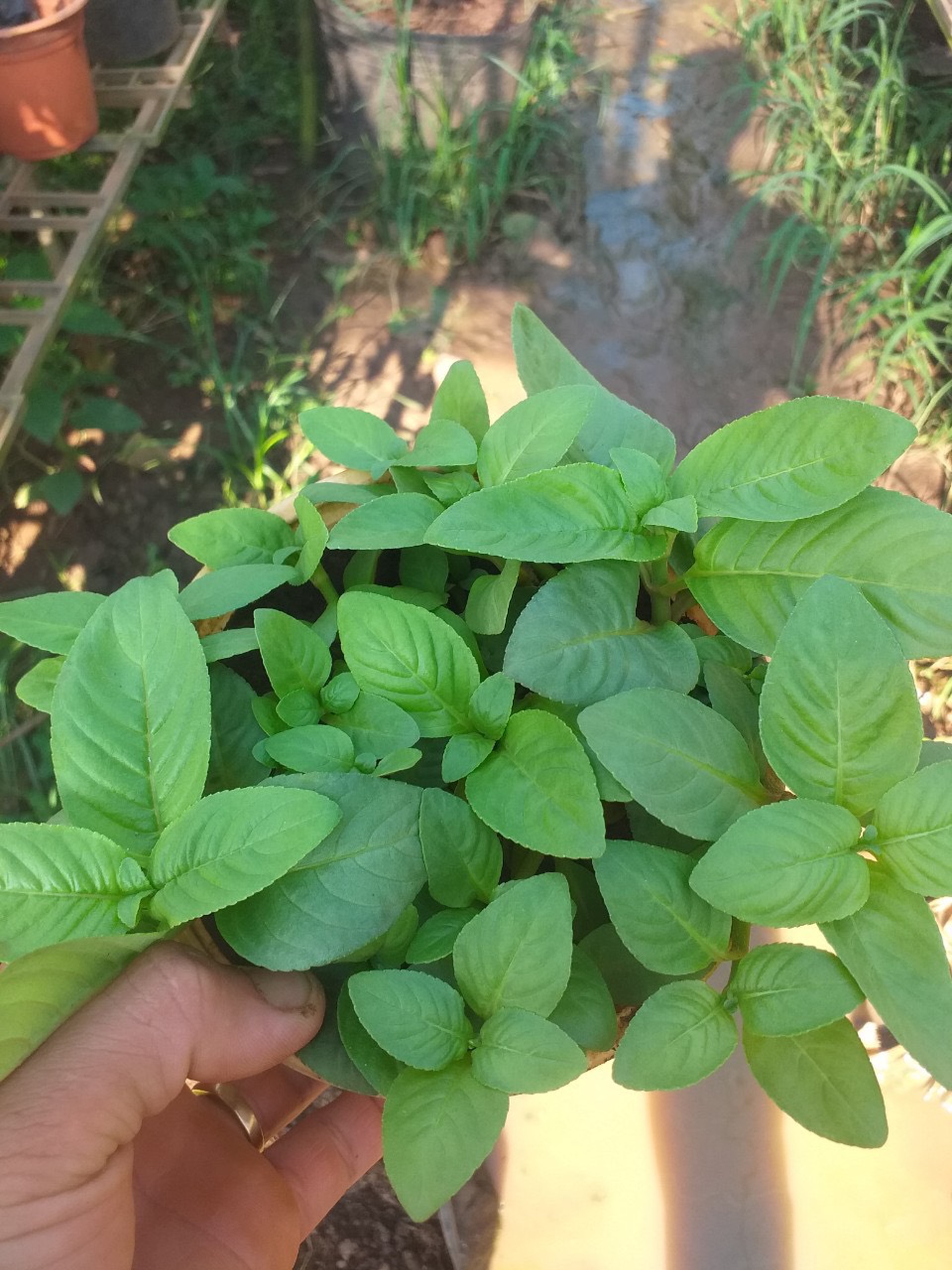 Rau xá xị (rau quế vị) - Chậu to