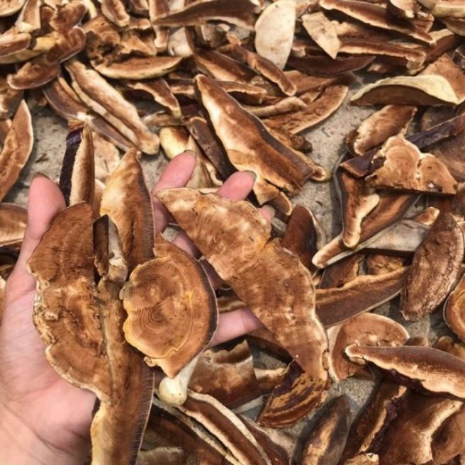 sỉ toàn quốc 1kg nấm linh chi rừng thái lát