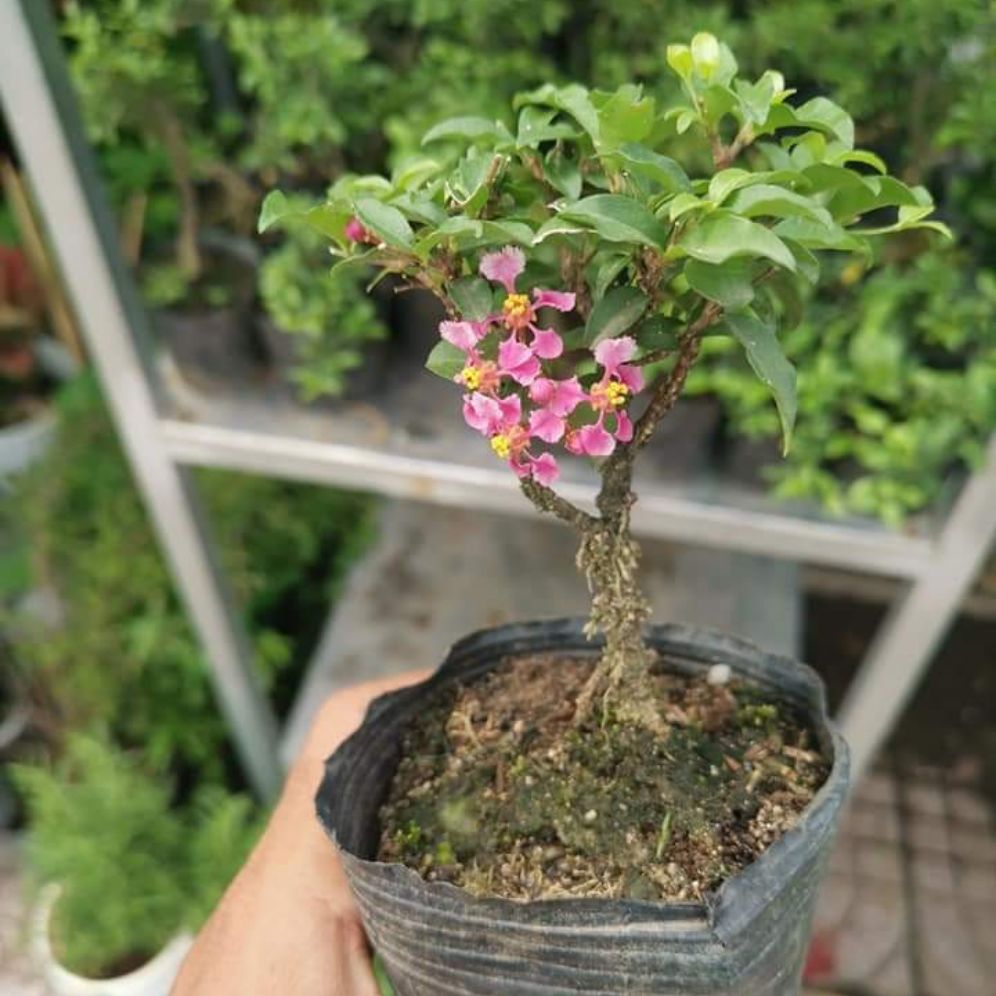 hồng ngọc mai siêu mini